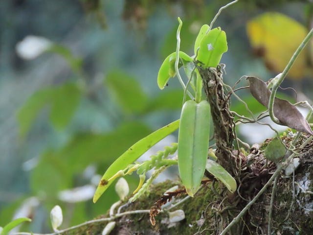 （圖二十三）同色白點蘭（Thrixspermum trichoglottis）