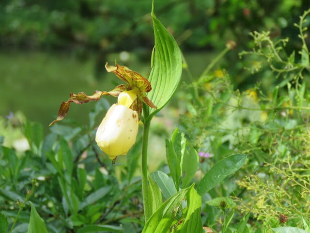 圖十五：杓蘭（Cypripedium calceolus）。