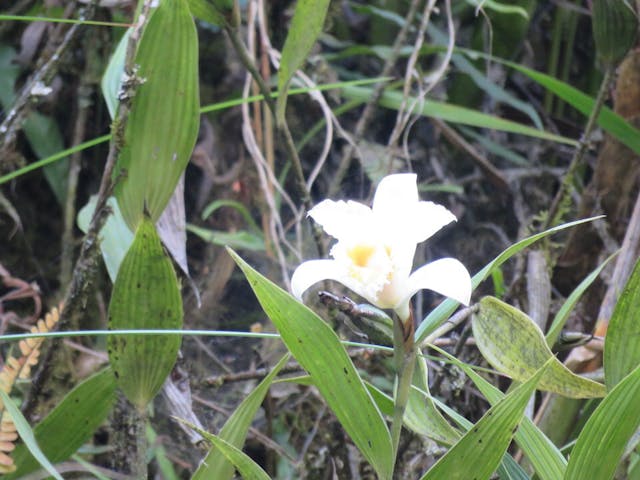 圖五十、折葉蘭（Sobralia virginalis）