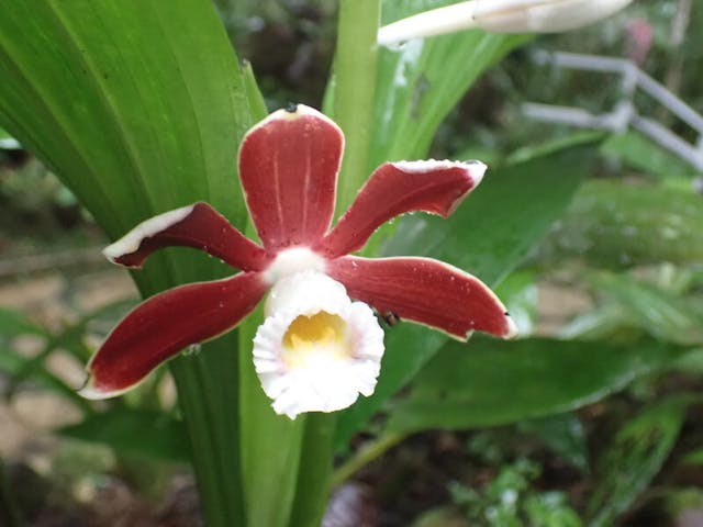 圖十三：鶴頂蘭（Phaius subtrilobus）