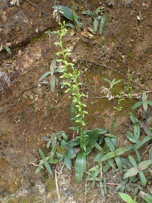 圖七：小舌唇蘭（Platanthera minor）