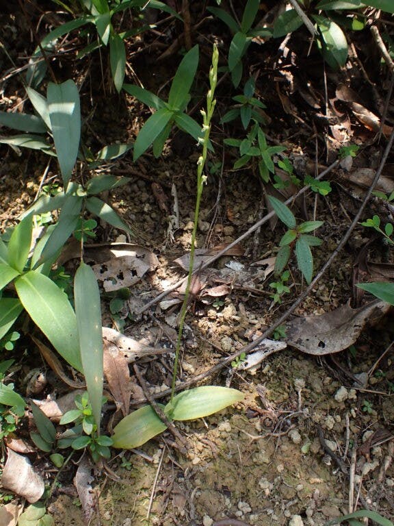 圖三十四：撕唇闊蕊蘭（Peristylus lacertifer）