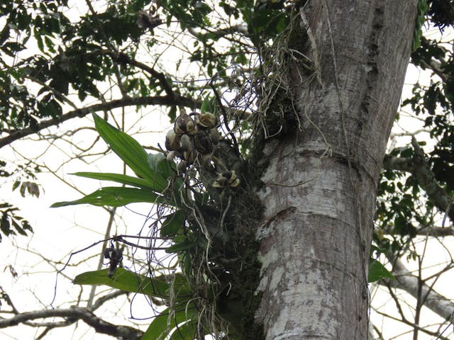 圖三十四、飄唇蘭屬（Catasetum）