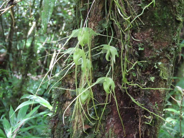 圖十六，擬風蘭屬Aeranthes antennophora