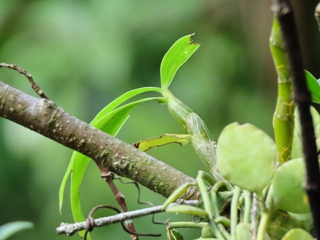 圖二十九：筆者打算沿行山徑慢走一圈，發現更多石斛蘭。（攝於2020年10月5日）