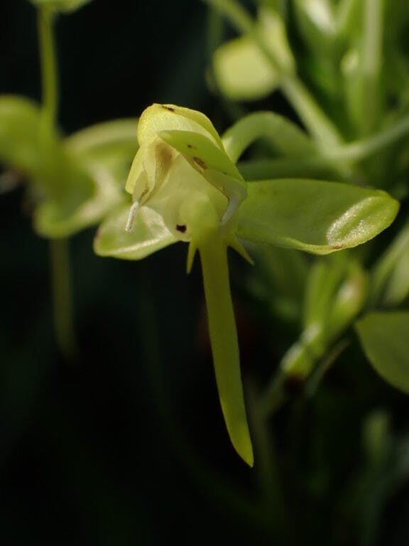 圖二十一：坡參（Habenaria linguella）