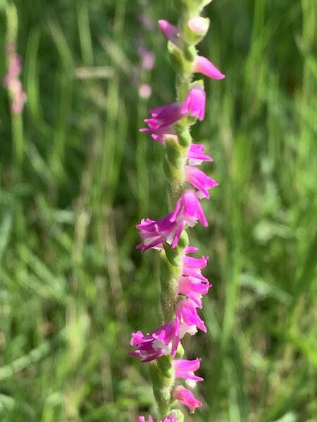 圖十：綬草（Spiranthes sinensis）