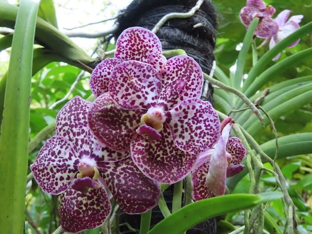 （圖五）萬代蘭屬（Vanda）