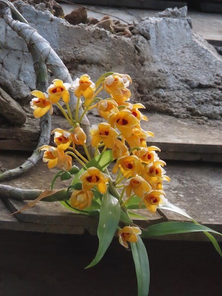 （圖七）束花石斛（Dendrobium chrysanthum）