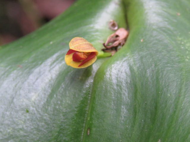 圖六、側葉蘭（Pleurothallis palliolata）