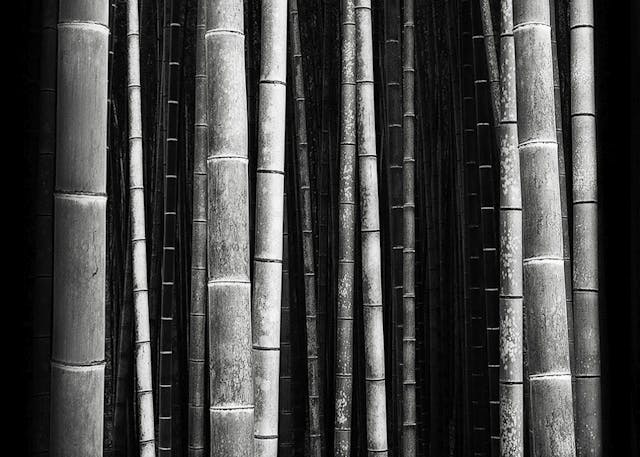 《Bamboo Forest 竹林》