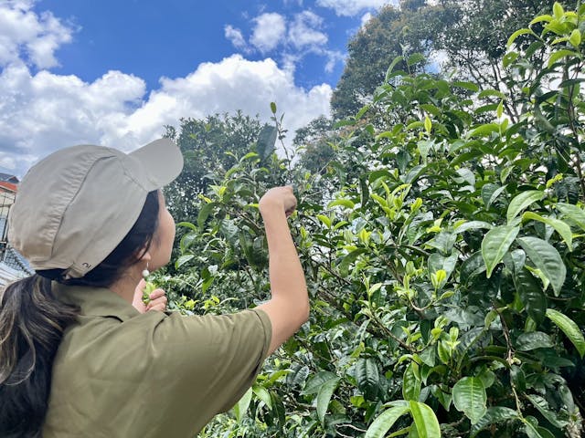 俞雅凡在茶山寨子觀察普洱樹。