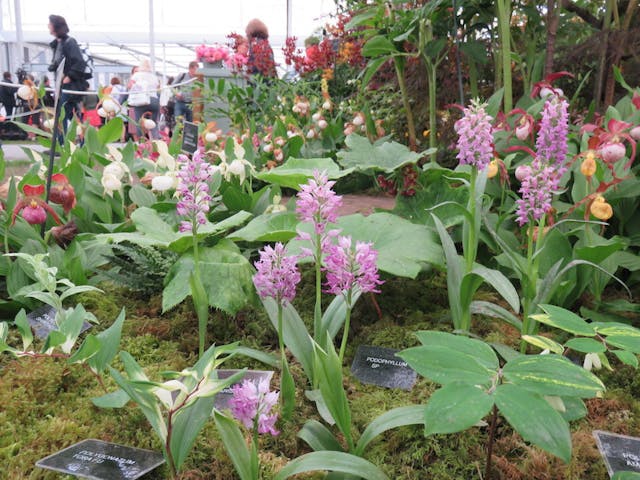 圖十五：嘉多利亞蘭屬（Cattleya）。