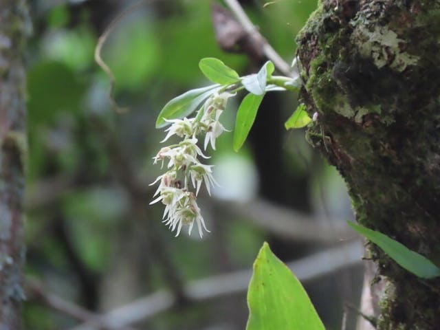 （圖八）沒有中文譯名的Dendrobium garrettii