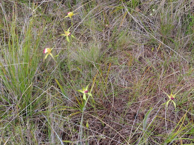 圖七：蜘蛛蘭Caladenia infundibularis（Funnel Web and Granite Spider Orchid）