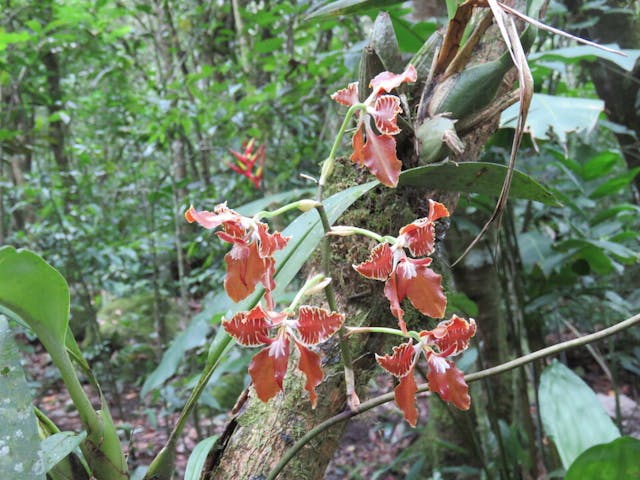 圖十二、彎唇蘭（Cyrtochilum minax）