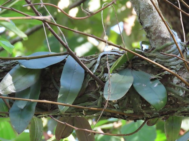 （圖三十六）尖囊蘭（Kingidium braceanum）