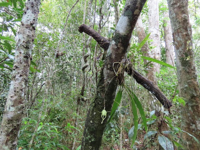 圖十七，擬風蘭屬Aeranthes grandiflora