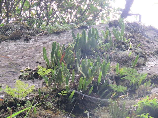 圖三十三、繖花捲瓣蘭（ Bulbophyllum umbellatum）。