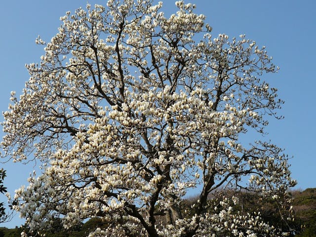 圓覺寺內「佛日庵」的白玉蘭。