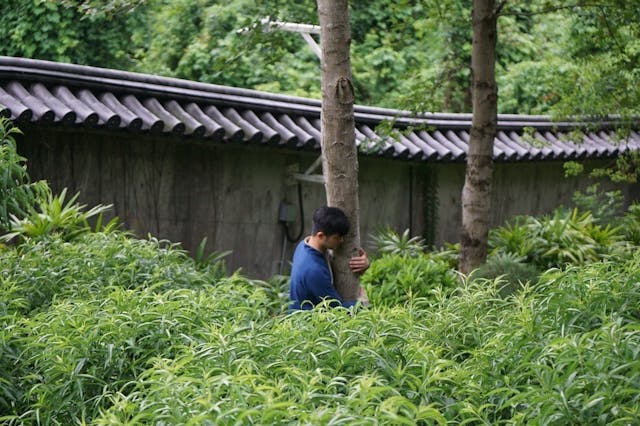 林間抱樹，體悟大自然與我們本是同根同生。