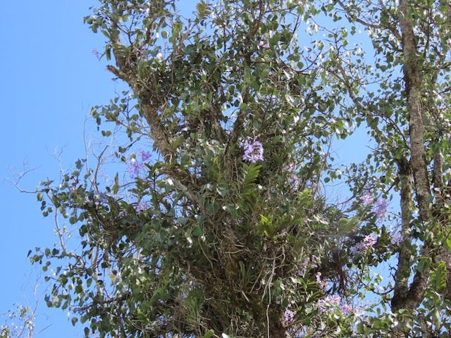 （圖三）長在樹上的大花萬代蘭（Vanda coerulea）