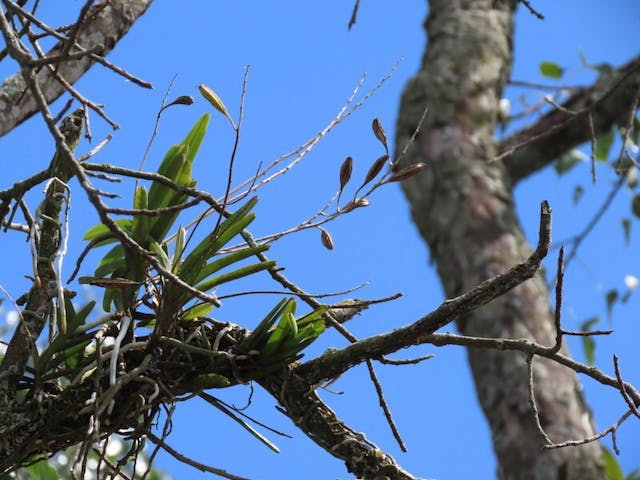 （圖五）小藍萬代蘭（Vanda coerulescens）