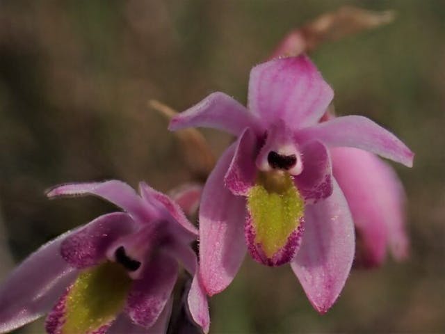 圖三十八：粉口蘭（Pachystoma pubescens）