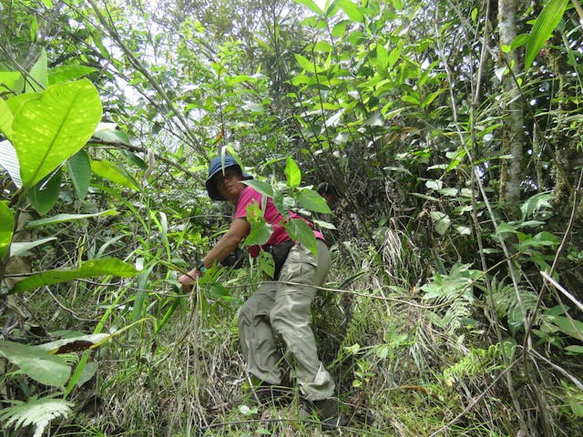 圖三十九、攀援折葉蘭（Sobralia）上落