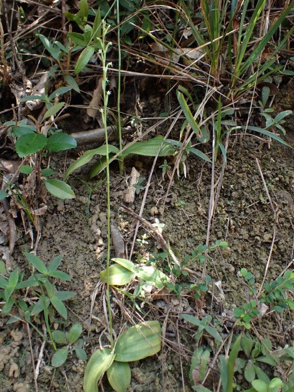 圖三十一：短裂闊蕊蘭（Peristylus intrudens）