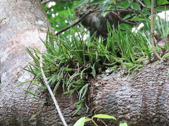 （圖三十五）指葉擬毛蘭（Mycaranthes pannea）