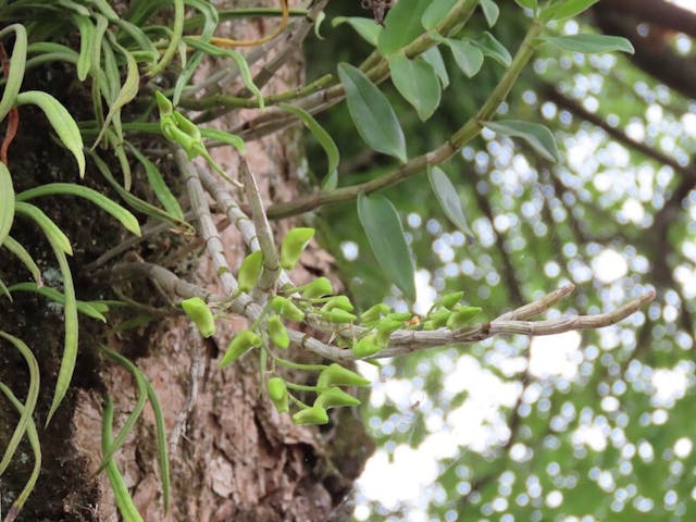 圖五：黃花石斛（Dendrobium tosaense）