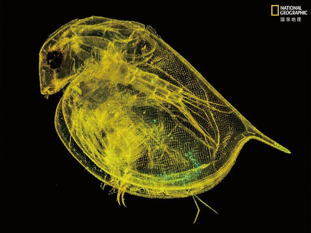 這隻3公釐長的水蚤食入的微塑膠發出綠光。在實驗室裡，水蚤暴露在比自然界中更多的圓形微粒和不規則碎片中。不規則碎片造成較大的威脅，因為會結塊並卡在腸道內。（作者提供）