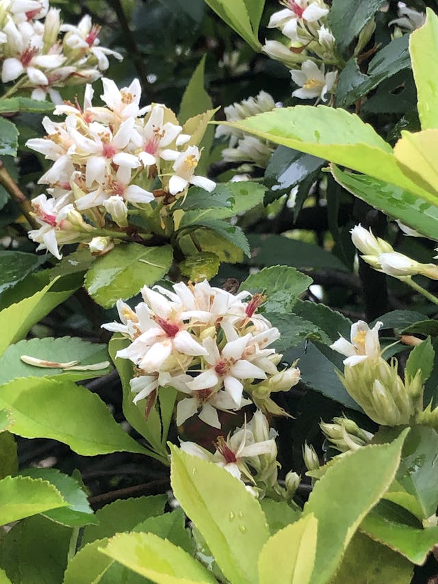 石斑木在雨中展露花顏。