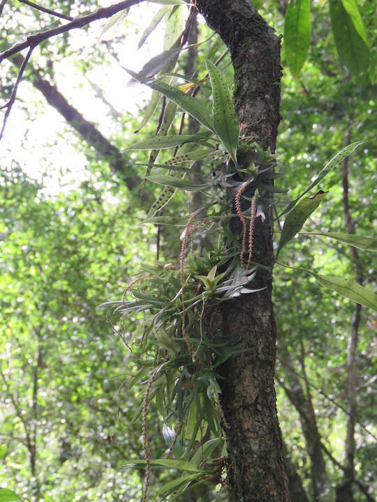 圖二十七、阿里山莪白蘭（Oberonia arisanensis）。