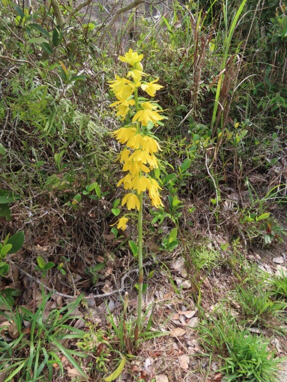 圖二十七：黃花美冠蘭（Eulophia flava）