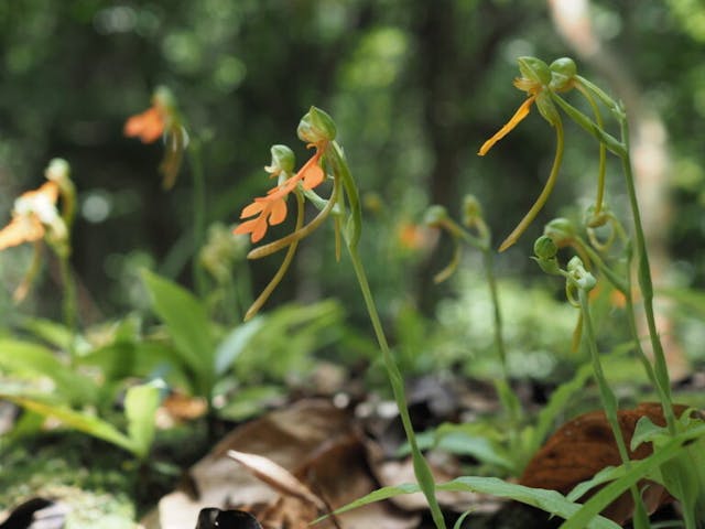 圖二十五：橙黃玉鳳花（Habenaria rhodochelia）