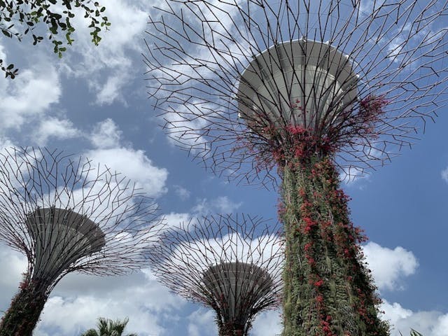 圖八：天空樹（Supertree Grove）