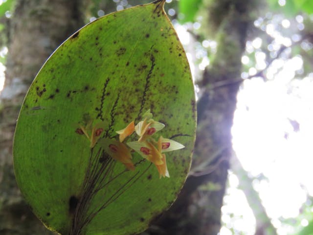 圖九、細葉蘭（Lepanthes menatoi）