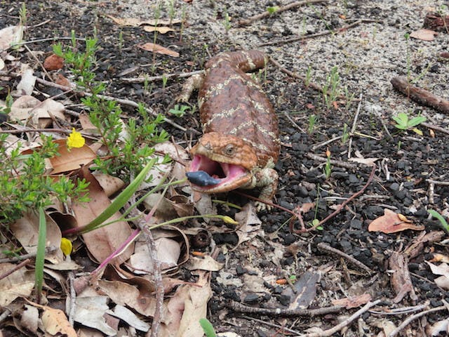 圖三十二：蜥蜴（Western Bluetongue Lizard）