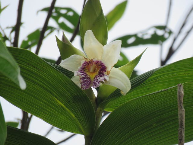 圖三十七、折葉蘭Sobralia gloriana