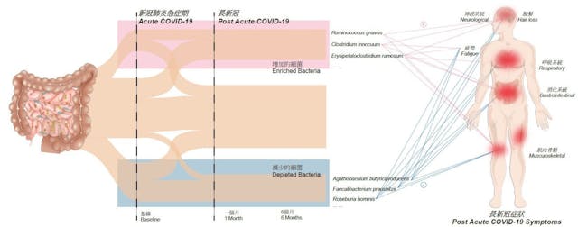 腸道微生態與「長新冠」兩者關係示意圖。