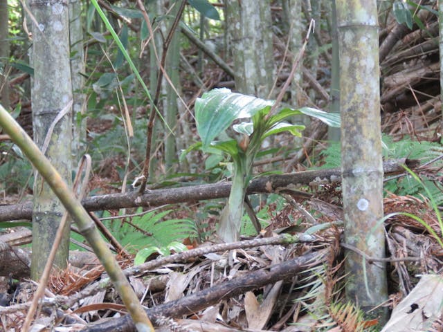 圖五、脈羊耳蒜（Liparis nervosa）。