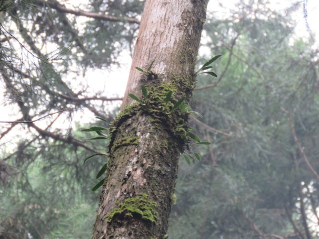 圖三十二、阿里山豆蘭（Bulbophyllum pectinatum）。