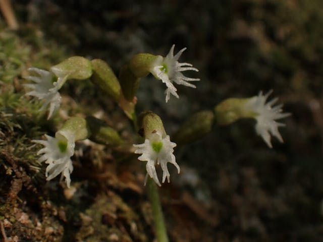 圖八：箭藥叉柱蘭（Cheirostylis monteiroi）