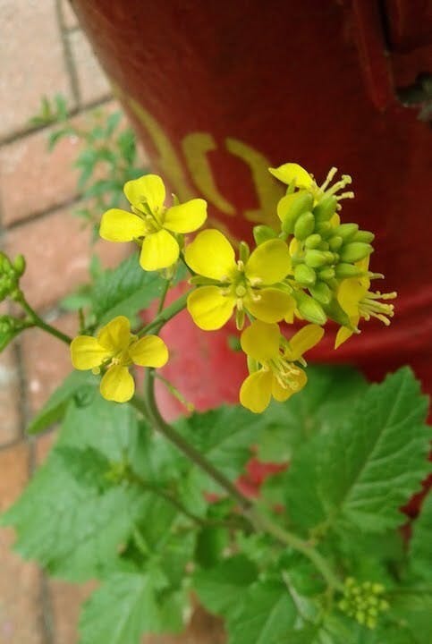 在鶴園街發現油菜花。 