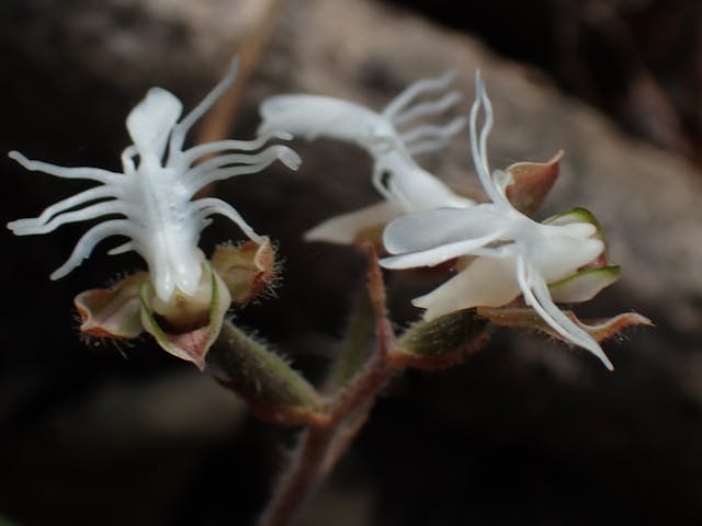 開唇蘭屬（Anoectochilus）花朵白色或淡黃色，唇瓣像一排小小魚骨，樣子趣怪──容氏開唇蘭 (Anoectochilus roxburghii)。