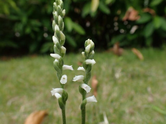 圖十八：香港綬草（Spiranthes hongkongensis）