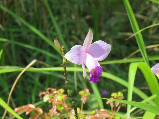 圖八、竹葉蘭（Arundina）。