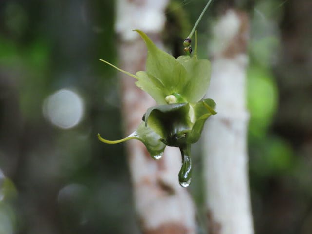 圖十五，擬風蘭屬Aeranthes ramosa